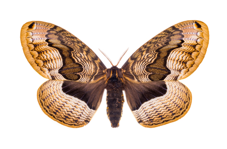 Beautiful colorful butterfly. Moth isolated on white.の写真素材