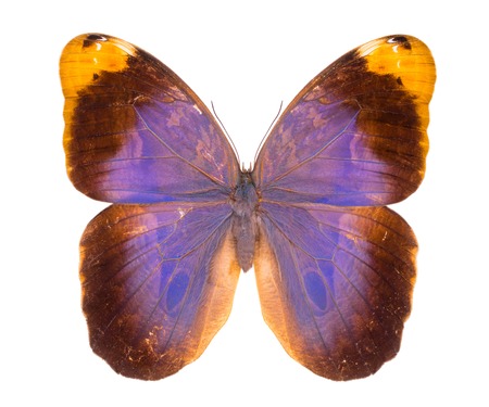 Caligo beltrao. Beautiful colorful butterfly. Moth isolated on white.の写真素材