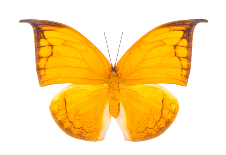 Phoebis phelia. Beautiful colorful butterfly. Moth isolated on white.の写真素材