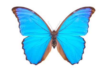 Blue morpho. Beautiful colorful butterfly. Moth isolated on white.の写真素材