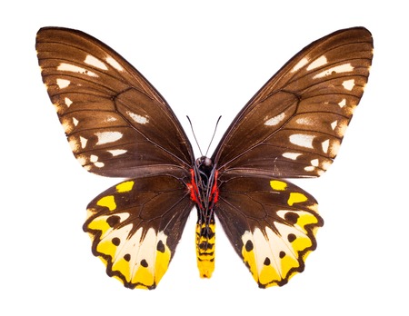 Ornithoptera, Goliath Samson or Arfakensis. Beautiful colorful butterfly with brown and yellow wings isolated on white.の写真素材