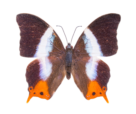 Palla violinitens. Beautiful colorful butterfly. Moth isolated on white.の写真素材