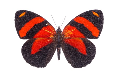 Callicore cynosura. Beautiful colorful butterfly. Moth isolated on white.の写真素材