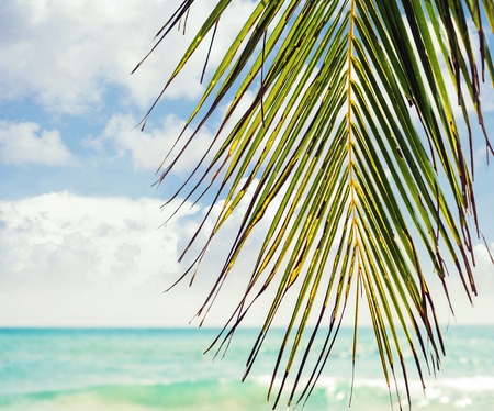 Palm leave over the sea background.の写真素材