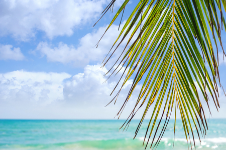 Summer background. Palm, sea, sky.の写真素材
