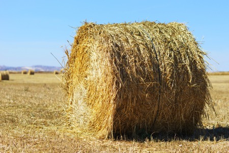 Wheat field with blue sky in background.の写真素材