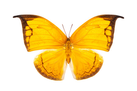 Beautiful bright orange butterfly with huge wings isolated on white. Phoebis philea.の写真素材