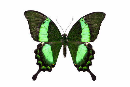 Papilio, palinuris. Beautiful butterfly with green wings isolated on white.の写真素材