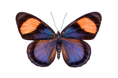 Beautiful colorful butterfly with black, red and orange wings isolated on white. Nymphalidae, Meadow Wandererの写真素材