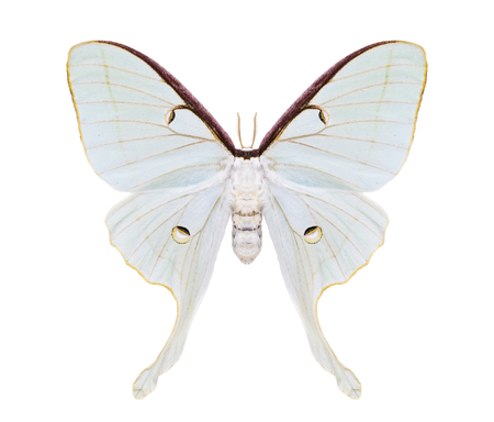 Beautiful night moth with huge white tailed wings isolated on white. Saturniidae.の写真素材