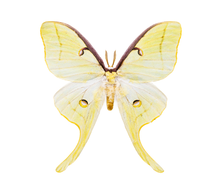 Beautiful night moth with huge light yellow tailed wings isolated on white. Saturniidae.の写真素材