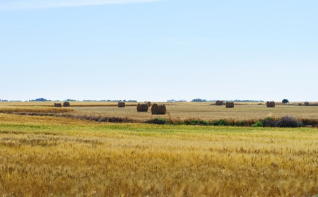 Wheat field with blue sky in background.の写真素材