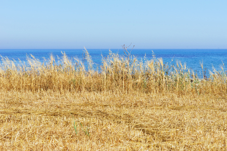 Wheat field with blue sky in background.の写真素材