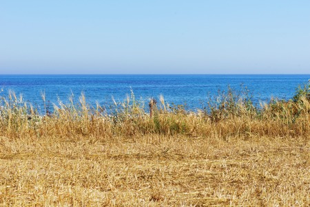 Wheat field with blue sky in background.の写真素材