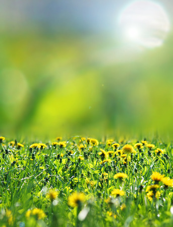 Beautiful meadow with dandelions over blurry background.の写真素材