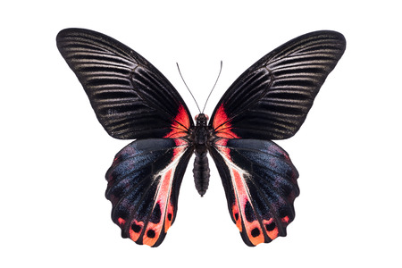 Beautiful colorful butterfly with black and red wings isolated on white. Papilio Memnon (Great Mormon).の写真素材