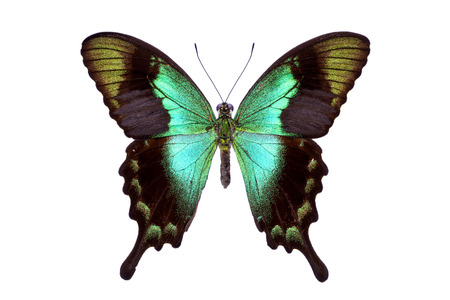 Beautiful colorful tailed butterfly with dark cyan wings isolated on white. Papilio, Palinuris.の写真素材