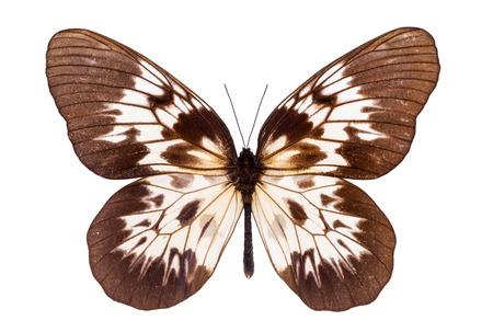 Beautiful butterfly with brown and white wings isolated on white.の写真素材