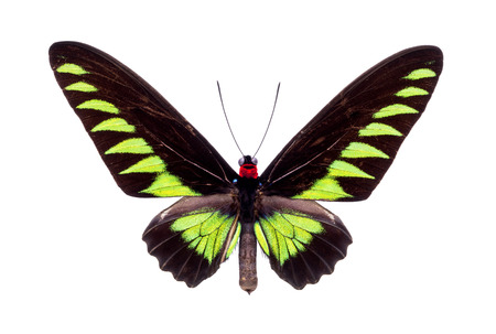 Papilio Trogonoptera Brookiana (Rajah Brooke Birdwings). Beautiful colorful butterfly with black and green wings isolated on white.の写真素材