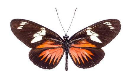 Heliconius doris. Beautiful colorful butterfly with brown and orange wings isolated on white. Ithomiidae, Narrow-Wingsの写真素材