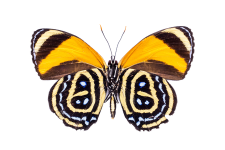 Beautiful colorful dotted butterfly with black and yellow wings isolated on white. Callicore excelsior.の写真素材