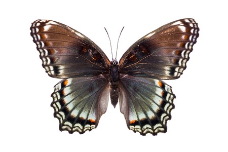 Limenitis arthemis astyanax. Beautiful colorful butterfly with brown and light blue wings isolated on white. Nymphalidae, Meadow Wanderer.の写真素材