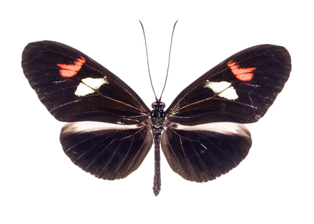 Heliconius melpomene. Beautiful colorful butterfly with brown and orange wings isolated on white. Ithomiidae, Narrow-Wingsの写真素材