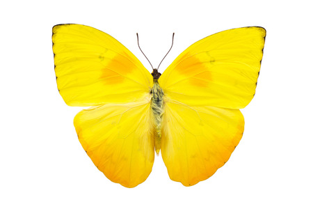 Beautiful bright yellow butterfly with huge wings isolated on white. Phoebis philea.の写真素材