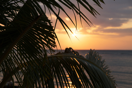 Beautiful view of a sunset on the beach. Palm in a sunlight.の写真素材