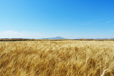 Wheat field with blue sky and Stavrovouni mountain in background. Larnaca, Cyprus.の写真素材