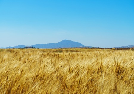 Wheat field with blue sky and Stavrovouni mountain in background. Larnaca, Cyprus.の写真素材