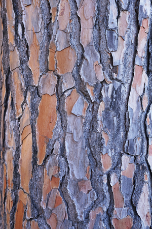 Wooden bark background. Close-up of natural texture.の写真素材