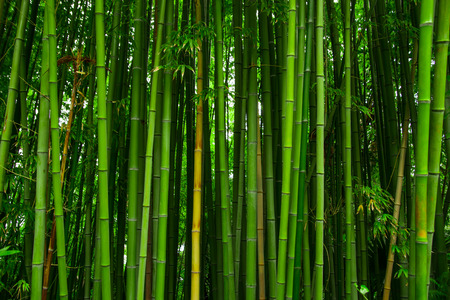 Beautiful bamboo texture background. Green asian plants.の写真素材