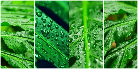 Rainforest and palm leaf collage. Traveling and recreation.の写真素材
