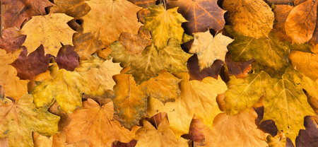 Autumn maple leaves on ancient texture. Falling leaves natural background. Seasonal background.の写真素材