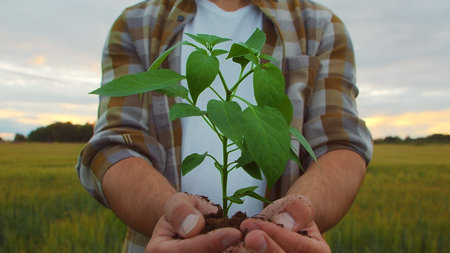 Farmer holding green plant in his hands in front of a sunset agricultural landscape. Man in a...