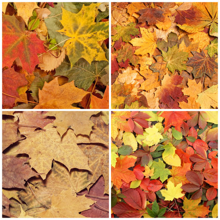 Colorful background of fallen autumn foliage. Seasonal background of colorful leaves. Collage...