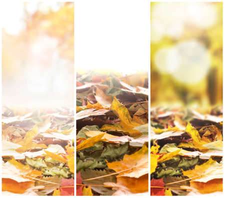 Colorful background of fallen autumn foliage. Seasonal background of colorful leaves. Collage collection.の写真素材