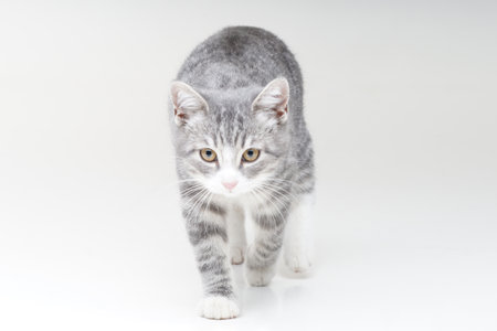 Funny small tabby gray kitten with beautiful big yellow eyes isolated on white background. Lovely fluffy cat is playing in studio.の写真素材