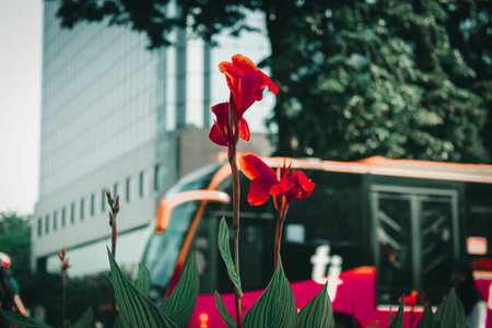 Flower on the roadside in Jakarta, Indonesia