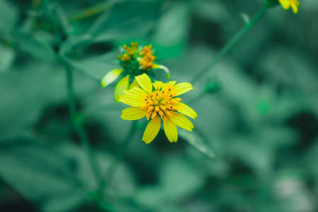 Flower in Untung Jawa Island, Kepulauan Seribu, Jakarta, indonesiaの写真素材