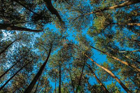Grand Forest Park (Taman Hutan Raya Djuanda) Bandung, West Java, Indonesiaの写真素材