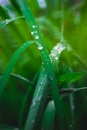 water drops on grass