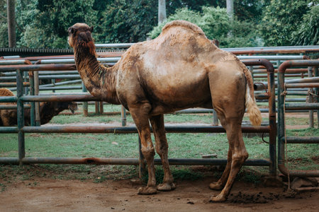 Camel in the zoo. (Selective focus)の写真素材