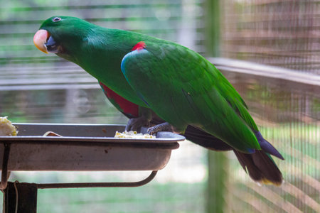 Parrot sitting on a feeder in a cage at the zoo