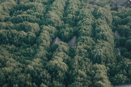 Aerial view of forest in summer. Top view of the forest.の写真素材