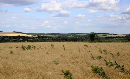 Landscape. wheat field with blue sky and cloudsの写真素材