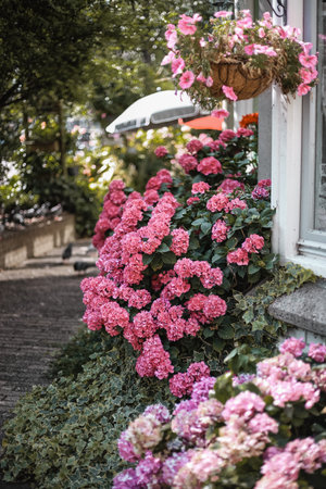 pink flowers on the streets of amsterdam