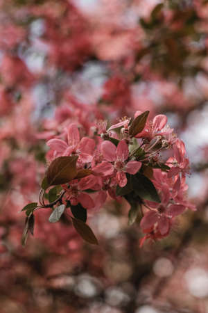 pink apple flowers with green leaves in springの写真素材
