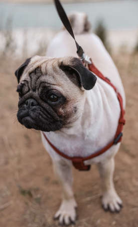 two-year-old pug fawn in red harness stands on dry grass closeupの写真素材